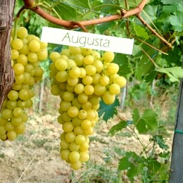 Vita de vie Augusta - Vita de vie - AgroDenmar.ro