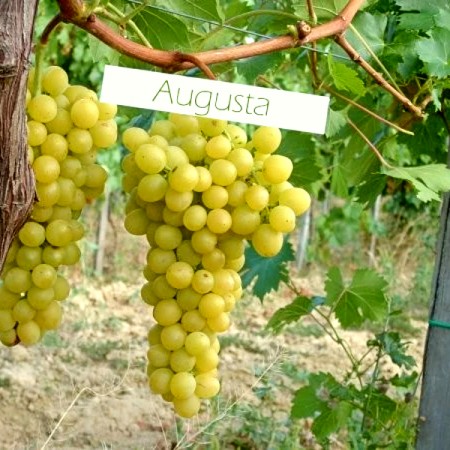 Vita de vie Augusta - Vita de vie - AgroDenmar.ro Vita de vie Augusta - Vita de vie - AgroDenmar.ro