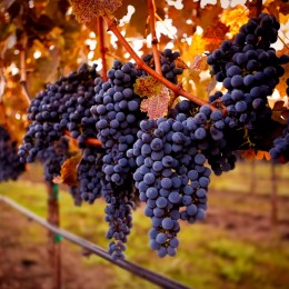Vita de vie Cabernet Sauvignon - Vita de vie - AgroDenmar.ro