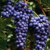 Vita de vie Cabernet Sauvignon - Vita de vie - AgroDenmar.ro
