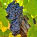 Vita de vie Cabernet Sauvignon - Vita de vie - AgroDenmar.ro