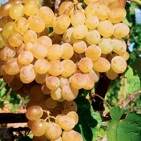 Vita de vie Danuta - Vita de vie - AgroDenmar.ro