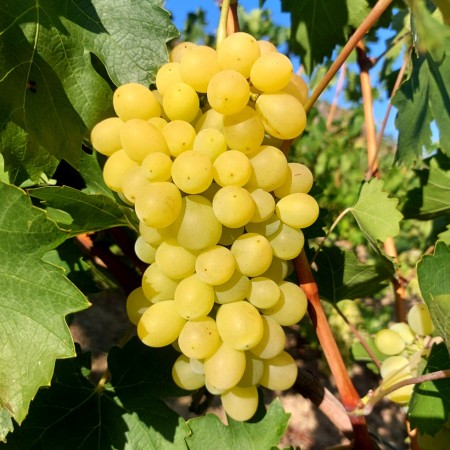 Vita de vie Kozma Pal - Vita de vie - AgroDenmar.ro