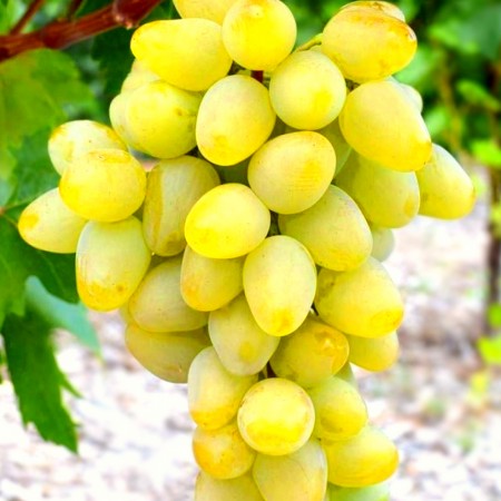 Vita de vie Monarch - Vita de vie - AgroDenmar.ro