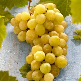 Vita de vie Muscat de Alexandria - Vita de vie - AgroDenmar.ro