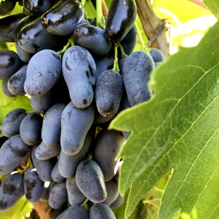 Vita de vie Negrulea - Vita de vie - AgroDenmar.ro