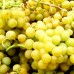 Vita de vie Palatina - Vita de vie - AgroDenmar.ro