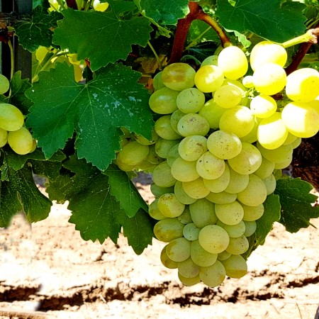 Vita de vie Palatina - Vita de vie - AgroDenmar.ro