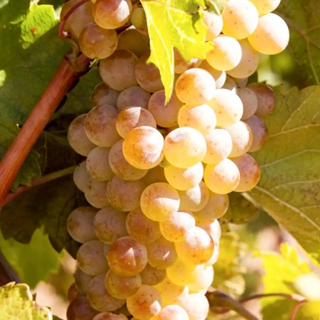 Vita de vie Perla de Zala - Vita de vie - AgroDenmar.ro Vita de vie Perla de Zala - Vita de vie - AgroDenmar.ro