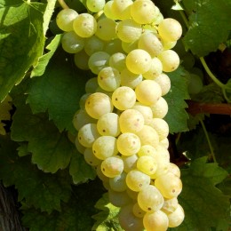 Vita de vie Pignoletto Vita de vie Pignoletto - Vita de vie - AgroDenmar.ro