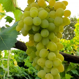 Vita de vie Regina din Saba - Vita de vie - AgroDenmar.ro