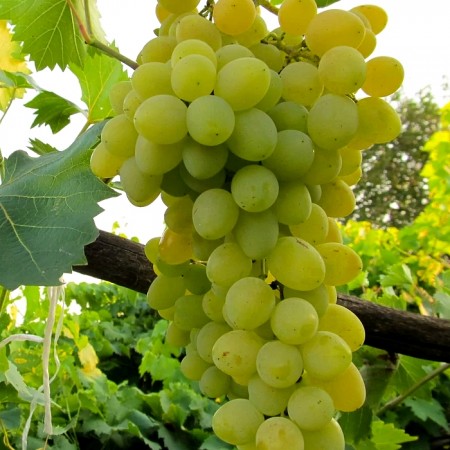 Vita de vie Regina din Saba - Vita de vie - AgroDenmar.ro