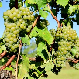 Vita de vie Verduzzo Friulano Vita de vie Verduzzo Friulano - Vita de vie - AgroDenmar.ro