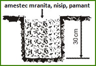 Cum se planteaza Paulownia rasad