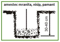 Cum se planteaza Paulownia butas lemnificat cu radacina